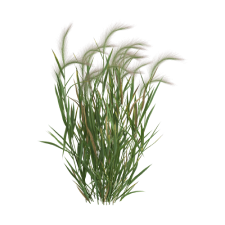 Barley (Leaf)