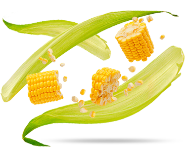 Prebiotic Fibers (Fibersol®2 and Prebiotic Fibriss®)