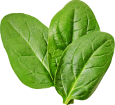 Spinach Leaf