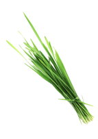 Wheat Grass (Leaf)