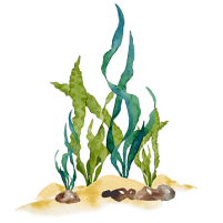 Spirulina